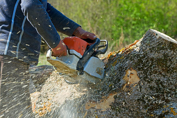 Best Stump Grinding Near Me  in Moorhead, MN